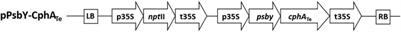 Sustainable Production of the Cyanophycin Biopolymer in Tobacco in the Greenhouse and Field